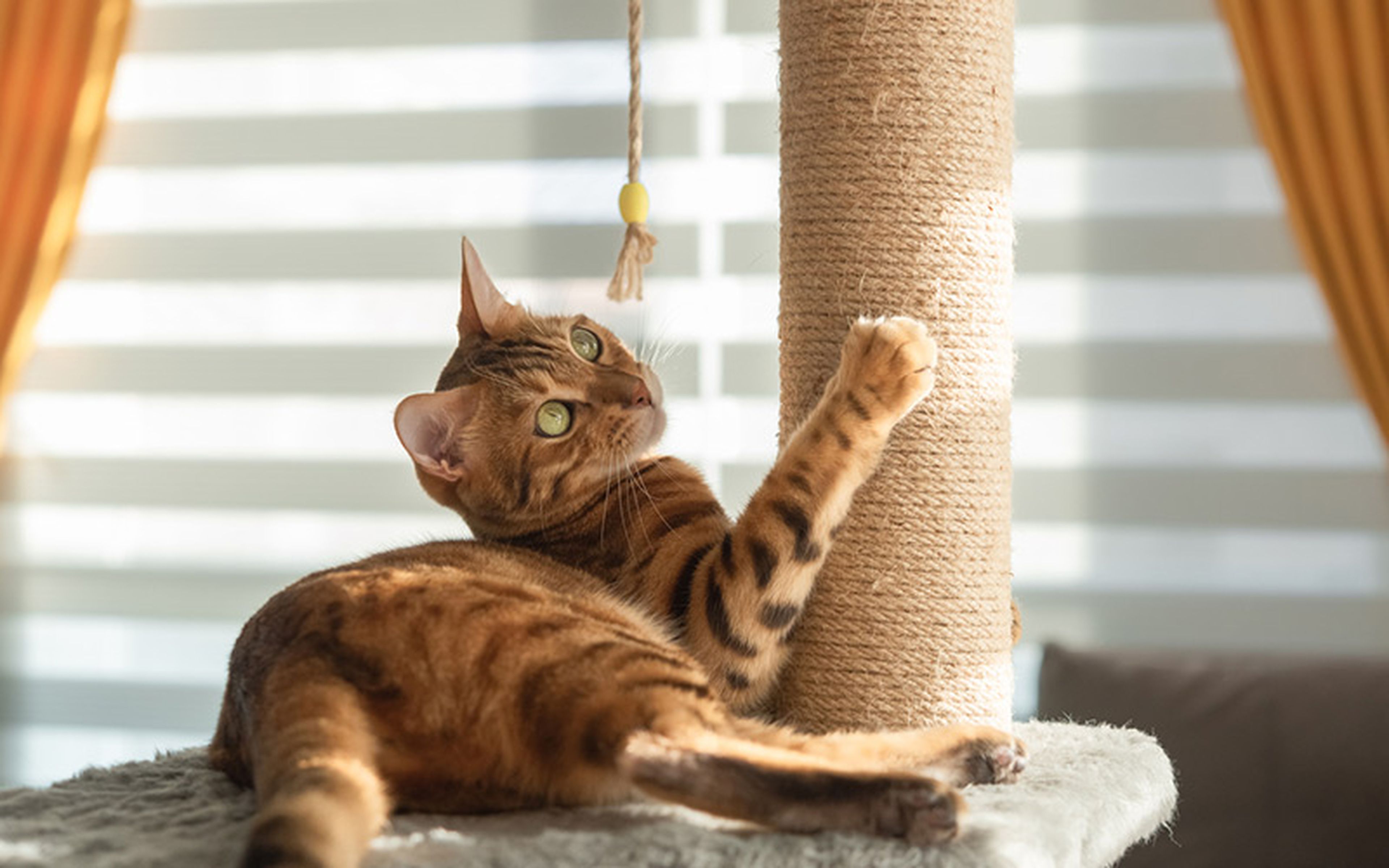 Not only do cat trees provide a safe perch for indoor felines away from heirlooms, electronics and other frangibles, but they also offer enticing surfaces where the itch to sharpen claws can be scratched.
