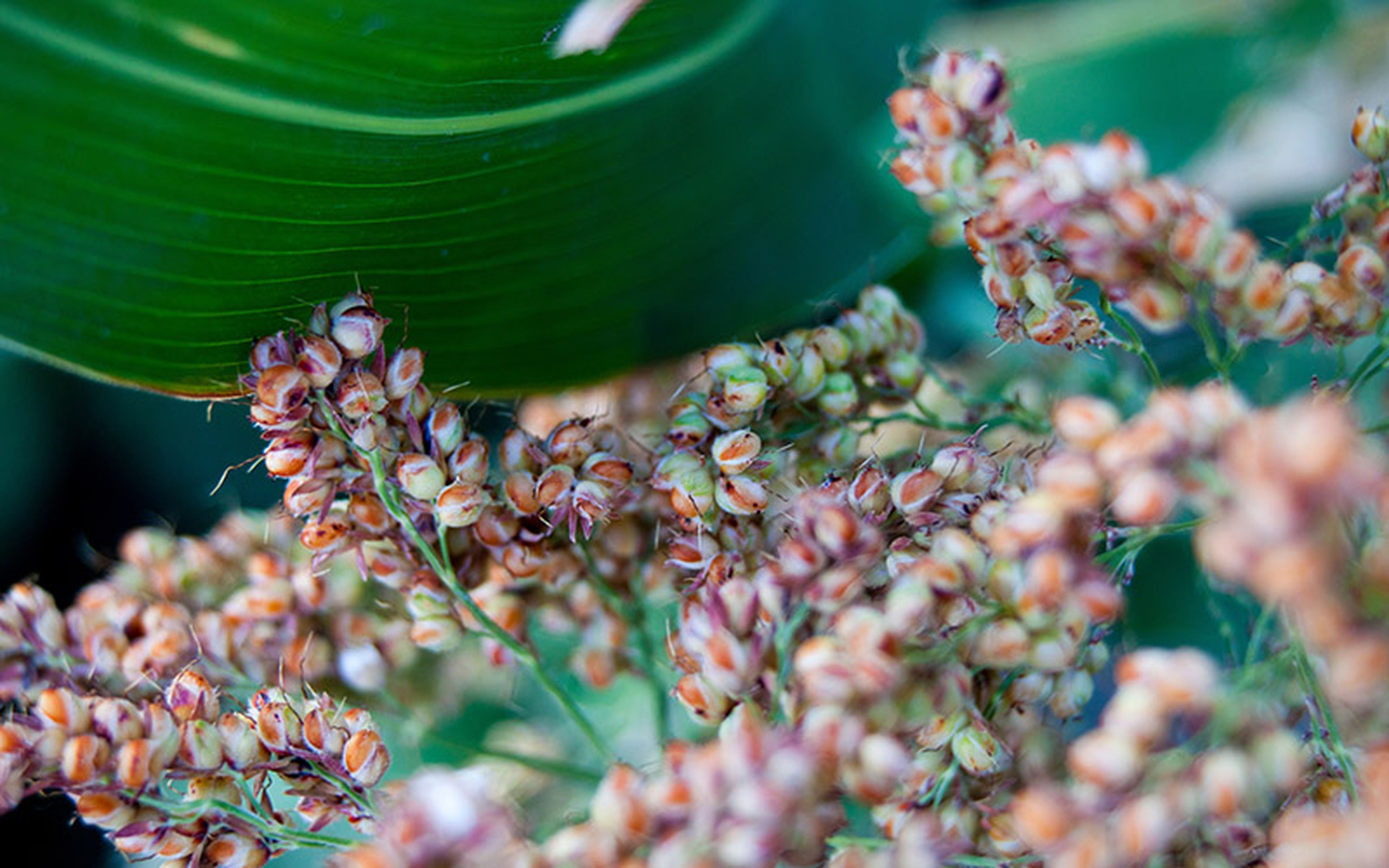 Once maligned as a potential health hazard, genetically modified crops may prove invaluable in the fight against food poverty by increasing cultivation in drier regions. In turn, this added vegetation would act as a natural carbon-capture system.