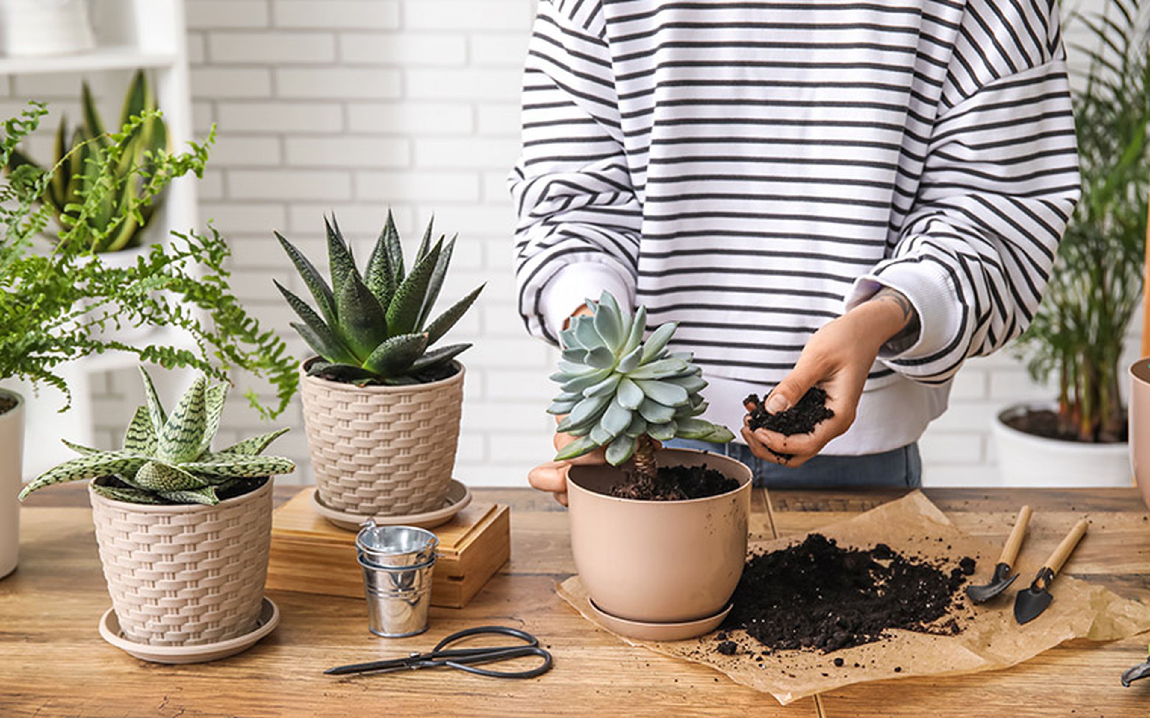 In the United States, plant patents only cover new and distinct varieties that are asexually reproduced. This means that each generation propagated by cutting, grafting or culturing is genetically identical to the protected original.