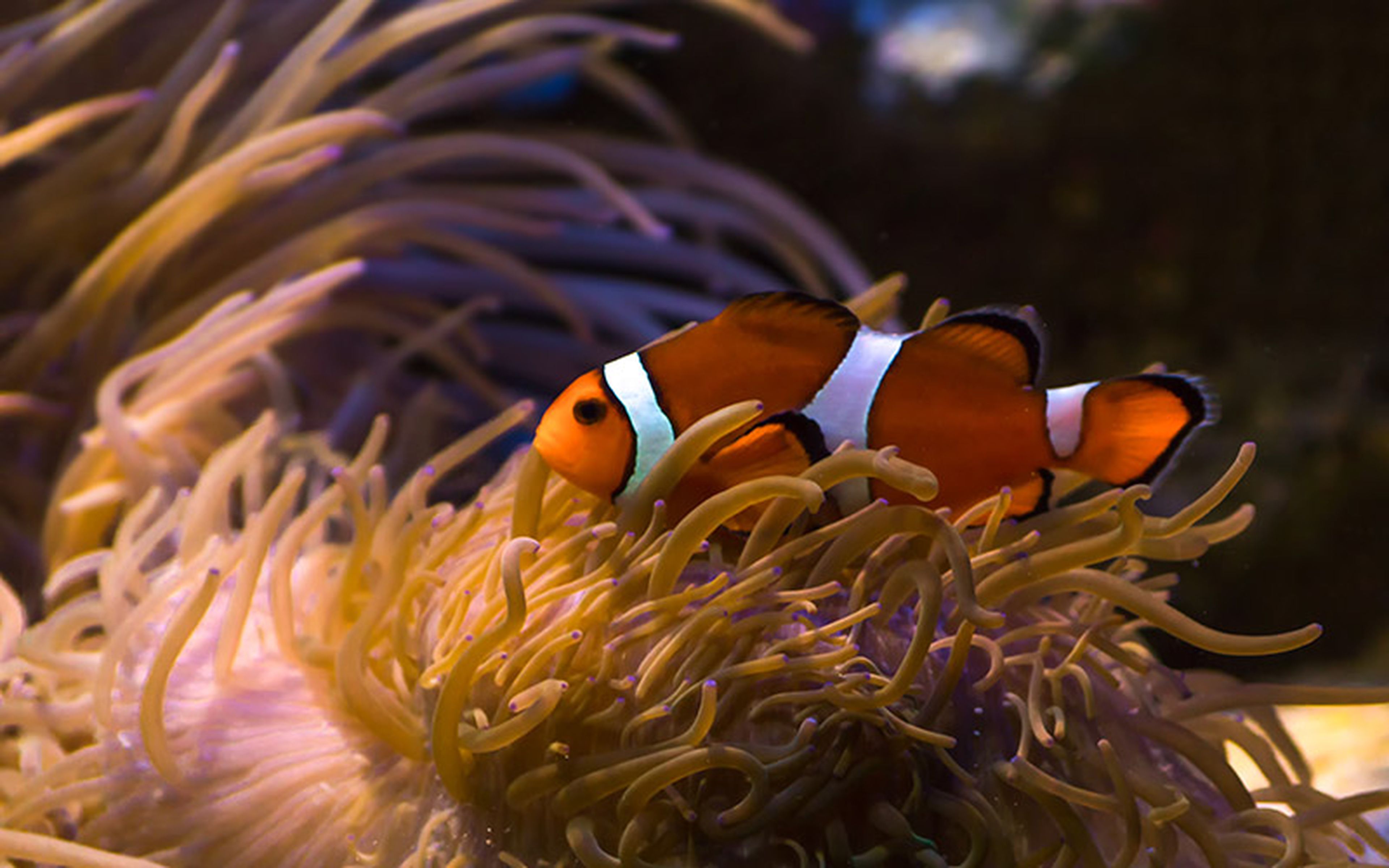 In 2019, researchers at the University of Oxford determined that "the Nemo effect" – population damage due to increased demand for famous species – does not exist. According to the study, animal appearances in popular media promote beneficial information-seeking behavior.