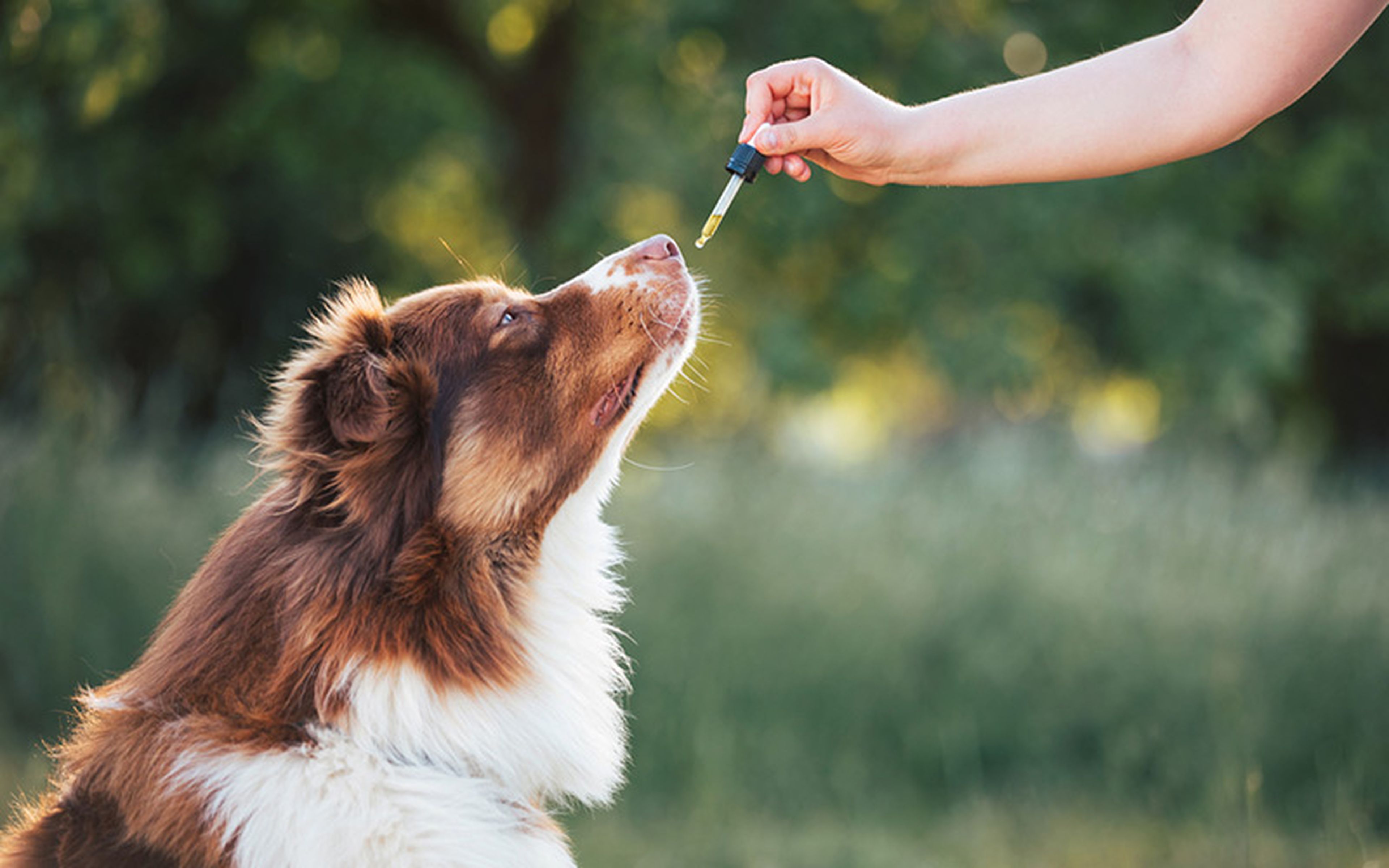 A little sugar may help make the medicine more palatable for humans, but it can be difficult to "convince" pets to take what is good for them. Hiding pills and capsules inside tasty morsels is an ingenious solution to this problem.